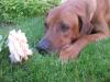   Ridgeback