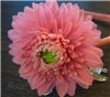   gerbera7071